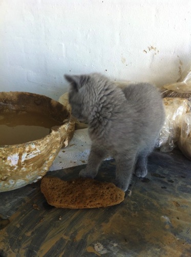 A kitten learning that clay is wet